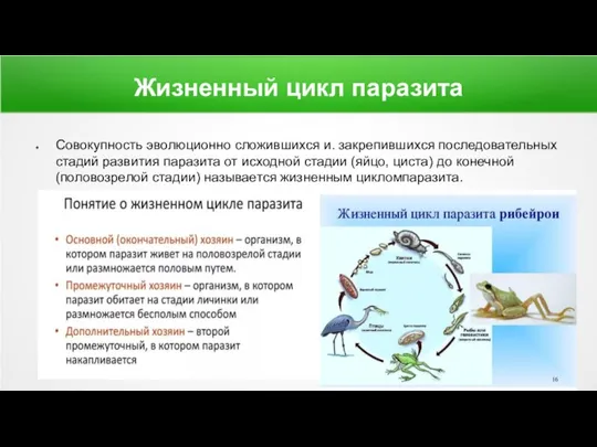 Жизненный цикл паразита Совокупность эволюционно сложившихся и. закрепившихся последовательных стадий развития