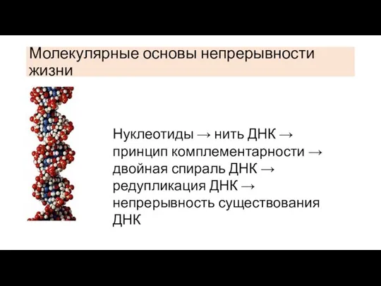 Молекулярные основы непрерывности жизни Нуклеотиды → нить ДНК → принцип комплементарности