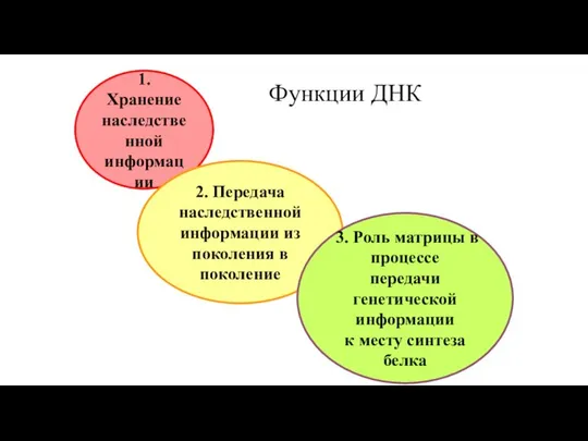 1. Хранение наследственной информации 2. Передача наследственной информации из поколения в