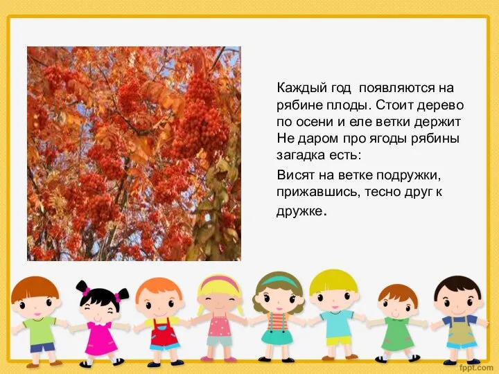 Каждый год появляются на рябине плоды. Стоит дерево по осени и