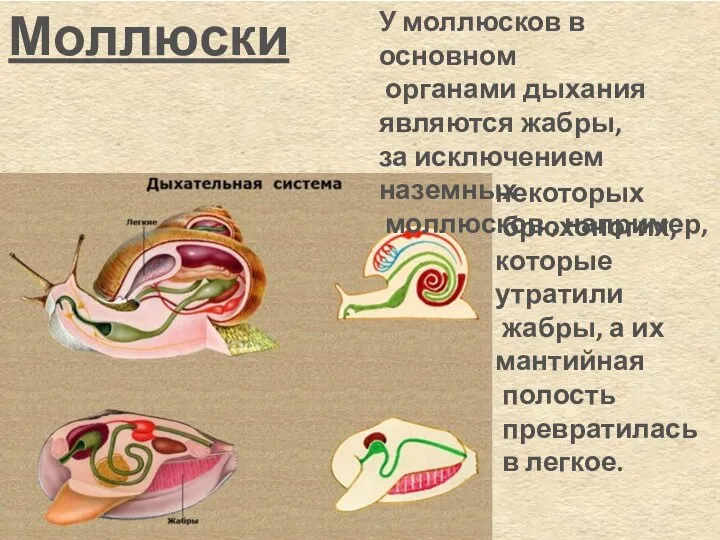 Моллюски У моллюсков в основном органами дыхания являются жабры, за исключением