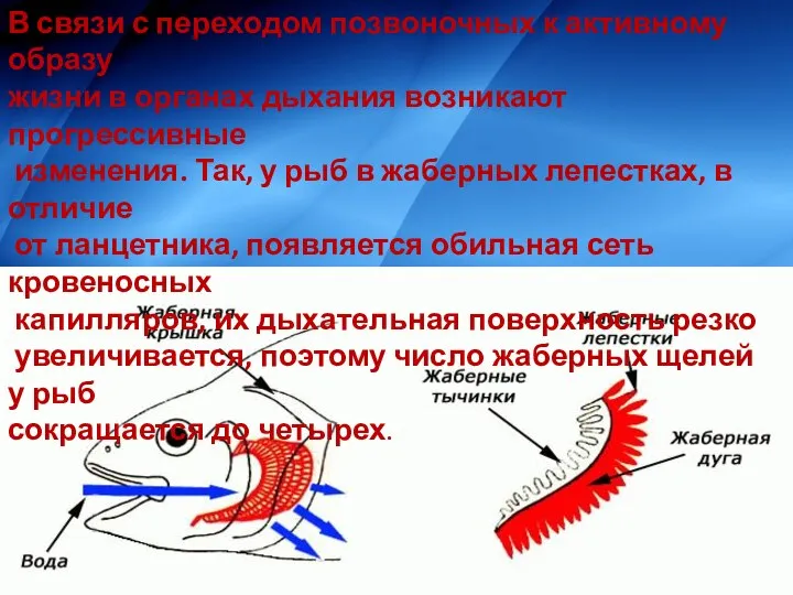 В связи с переходом позвоночных к активному образу жизни в ор­ганах