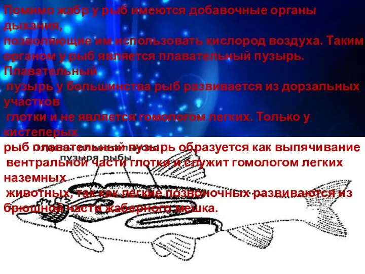 Помимо жабр у рыб имеются добавочные органы дыхания, позволяющие им использовать