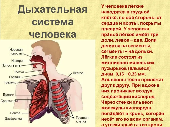 Дыхательная система человека У человека лёгкие находятся в грудной клетке, по