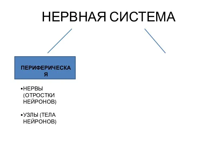 НЕРВНАЯ СИСТЕМА ПЕРИФЕРИЧЕСКАЯ НЕРВЫ (ОТРОСТКИ НЕЙРОНОВ) УЗЛЫ (ТЕЛА НЕЙРОНОВ)