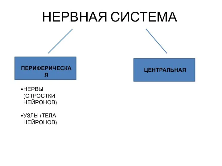 НЕРВНАЯ СИСТЕМА ПЕРИФЕРИЧЕСКАЯ НЕРВЫ (ОТРОСТКИ НЕЙРОНОВ) УЗЛЫ (ТЕЛА НЕЙРОНОВ) ЦЕНТРАЛЬНАЯ