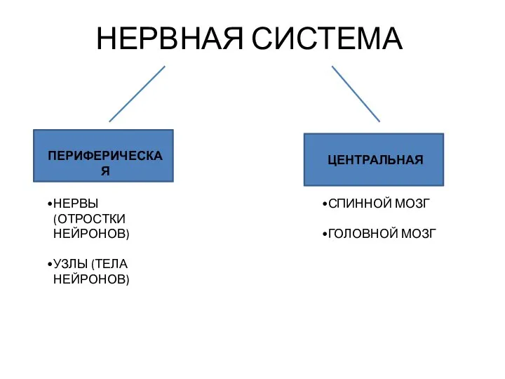 НЕРВНАЯ СИСТЕМА ПЕРИФЕРИЧЕСКАЯ НЕРВЫ (ОТРОСТКИ НЕЙРОНОВ) УЗЛЫ (ТЕЛА НЕЙРОНОВ) ЦЕНТРАЛЬНАЯ СПИННОЙ МОЗГ ГОЛОВНОЙ МОЗГ