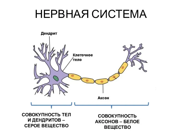 НЕРВНАЯ СИСТЕМА СОВОКУПНОСТЬ ТЕЛ И ДЕНДРИТОВ – СЕРОЕ ВЕЩЕСТВО СОВОКУПНОСТЬ АКСОНОВ – БЕЛОЕ ВЕЩЕСТВО