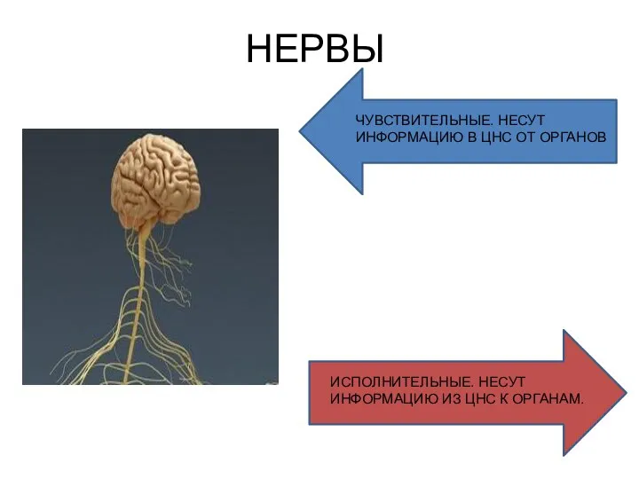 НЕРВЫ ЧУВСТВИТЕЛЬНЫЕ. НЕСУТ ИНФОРМАЦИЮ В ЦНС ОТ ОРГАНОВ ИСПОЛНИТЕЛЬНЫЕ. НЕСУТ ИНФОРМАЦИЮ ИЗ ЦНС К ОРГАНАМ.