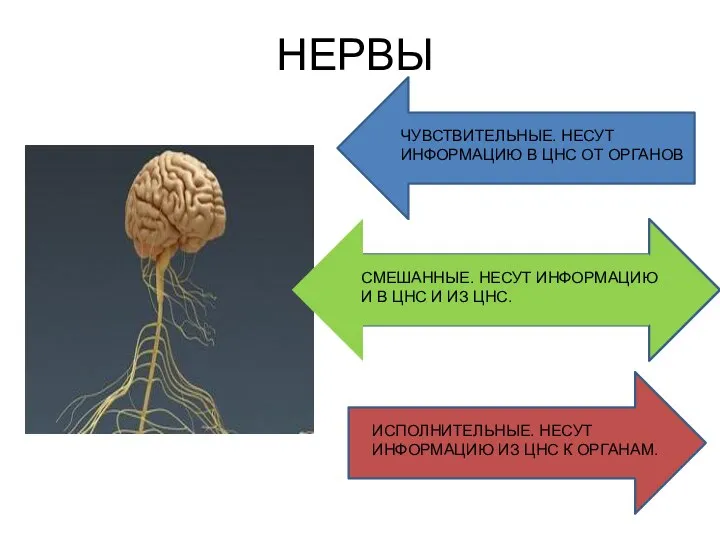 НЕРВЫ ЧУВСТВИТЕЛЬНЫЕ. НЕСУТ ИНФОРМАЦИЮ В ЦНС ОТ ОРГАНОВ ИСПОЛНИТЕЛЬНЫЕ. НЕСУТ ИНФОРМАЦИЮ