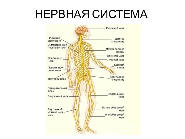 НЕРВНАЯ СИСТЕМА