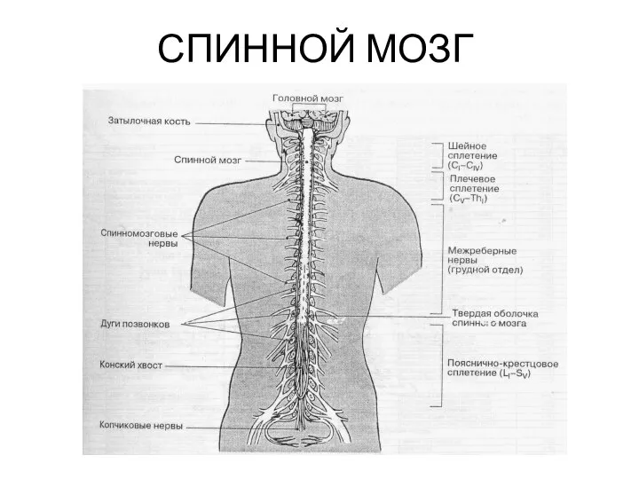 СПИННОЙ МОЗГ