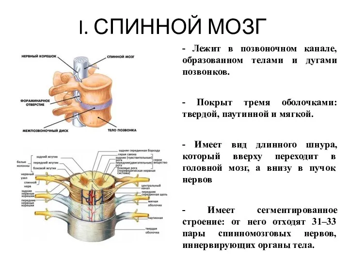 I. СПИННОЙ МОЗГ - Лежит в позвоночном канале, образованном телами и