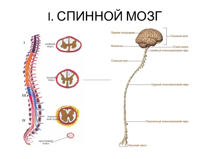 I. СПИННОЙ МОЗГ