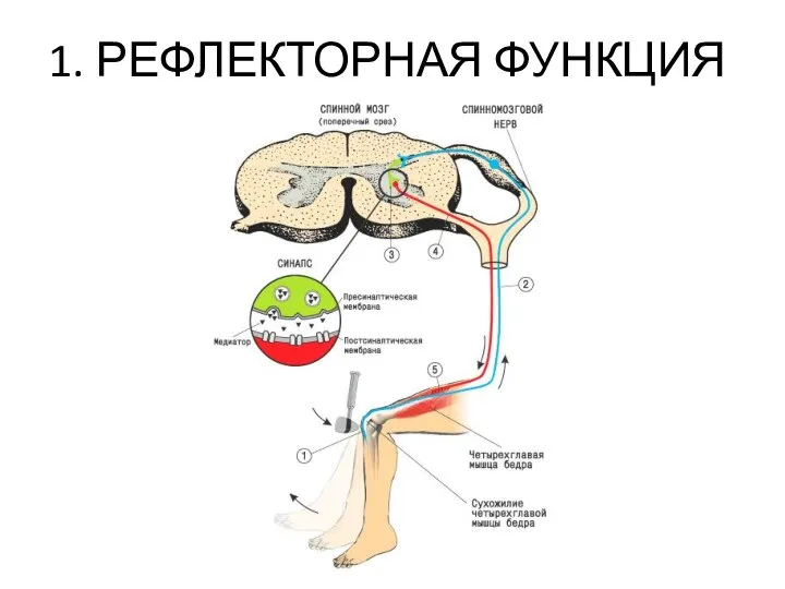 1. РЕФЛЕКТОРНАЯ ФУНКЦИЯ