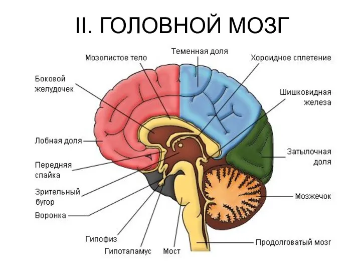 II. ГОЛОВНОЙ МОЗГ