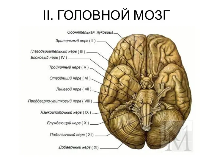 II. ГОЛОВНОЙ МОЗГ