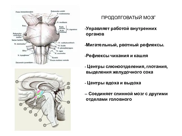 ПРОДОЛГОВАТЫЙ МОЗГ Управляет работой внутренних органов Мигательный, рвотный рефлексы. Рефлексы чихания