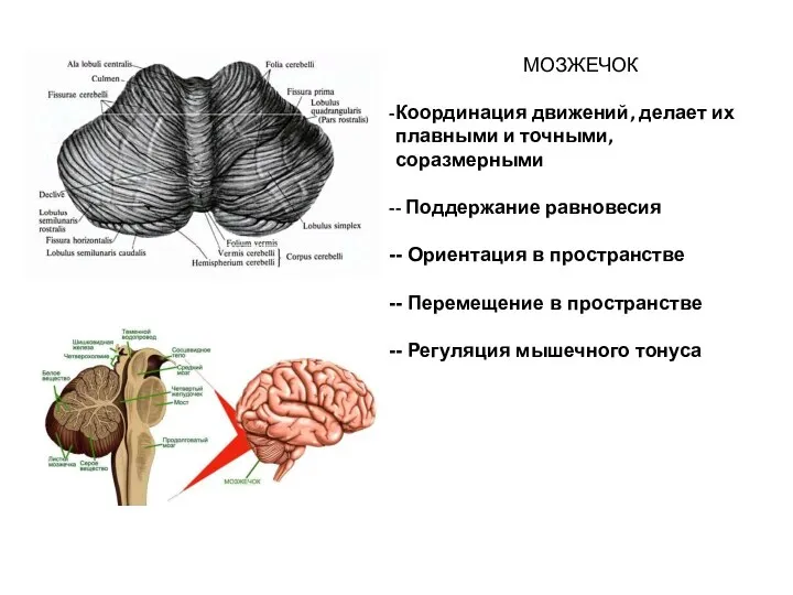 МОЗЖЕЧОК Координация движений, делает их плавными и точными, соразмерными - Поддержание