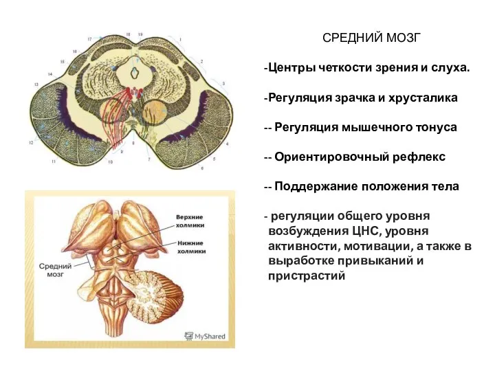 СРЕДНИЙ МОЗГ Центры четкости зрения и слуха. Регуляция зрачка и хрусталика