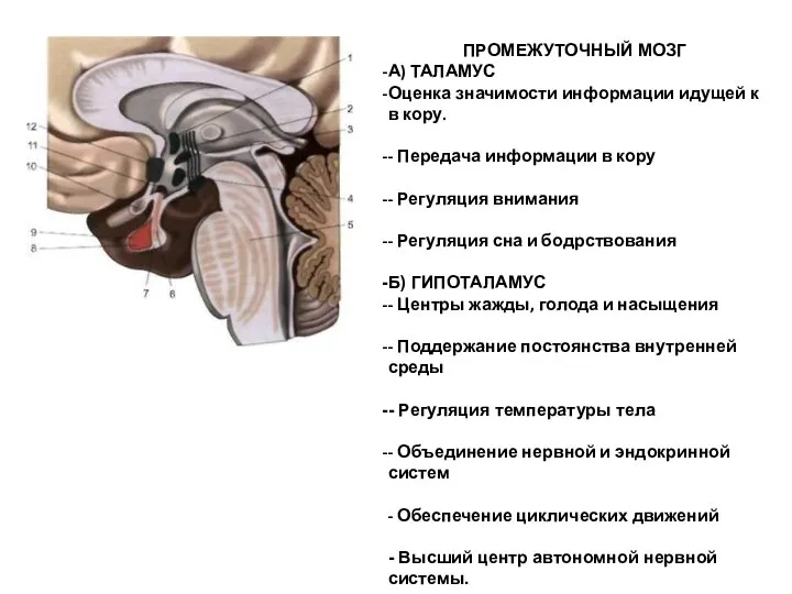 ПРОМЕЖУТОЧНЫЙ МОЗГ А) ТАЛАМУС Оценка значимости информации идущей к в кору.