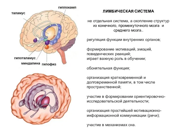 ЛИМБИЧЕСКАЯ СИСТЕМА не отдельная система, а скопление структур из конечного, промежуточного