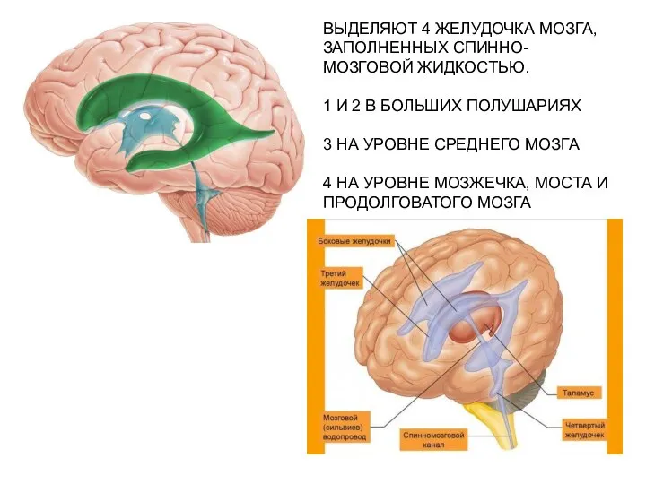 ВЫДЕЛЯЮТ 4 ЖЕЛУДОЧКА МОЗГА, ЗАПОЛНЕННЫХ СПИННО-МОЗГОВОЙ ЖИДКОСТЬЮ. 1 И 2 В