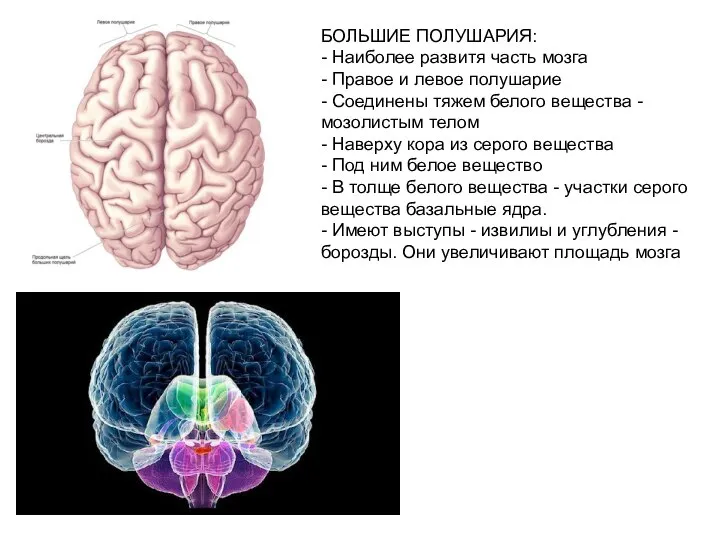БОЛЬШИЕ ПОЛУШАРИЯ: - Наиболее развитя часть мозга - Правое и левое