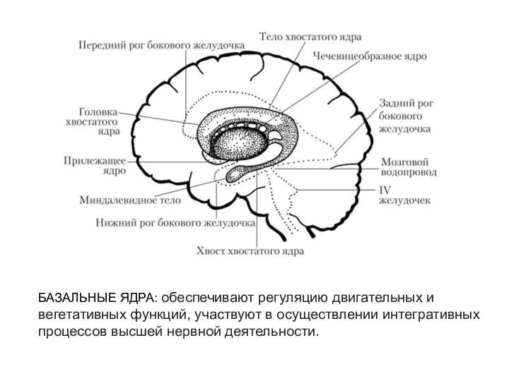 БАЗАЛЬНЫЕ ЯДРА: обеспечивают регуляцию двигательных и вегетативных функций, участвуют в осуществлении интегративных процессов высшей нервной деятельности.