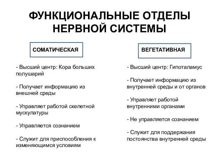 ФУНКЦИОНАЛЬНЫЕ ОТДЕЛЫ НЕРВНОЙ СИСТЕМЫ СОМАТИЧЕСКАЯ - Высший центр: Кора больших полушарий