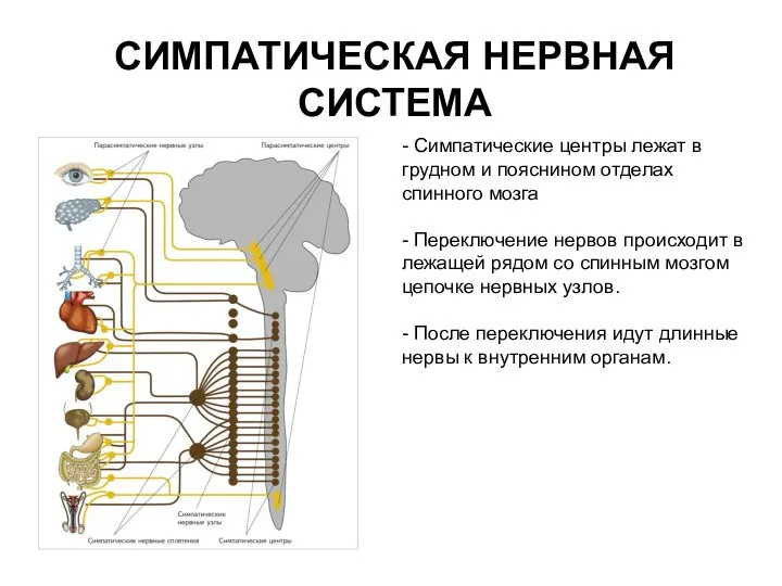 СИМПАТИЧЕСКАЯ НЕРВНАЯ СИСТЕМА - Симпатические центры лежат в грудном и пояснином