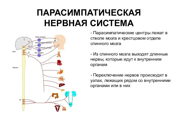 ПАРАСИМПАТИЧЕСКАЯ НЕРВНАЯ СИСТЕМА - Парасимпатические центры лежат в стволе мозга и