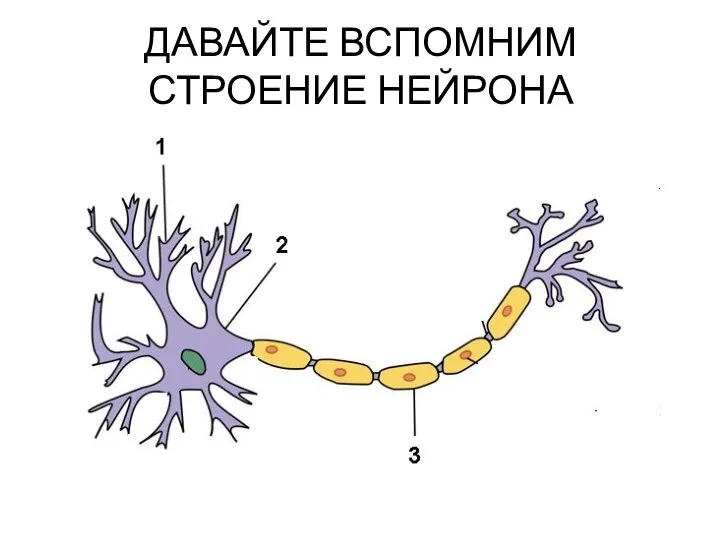 ДАВАЙТЕ ВСПОМНИМ СТРОЕНИЕ НЕЙРОНА