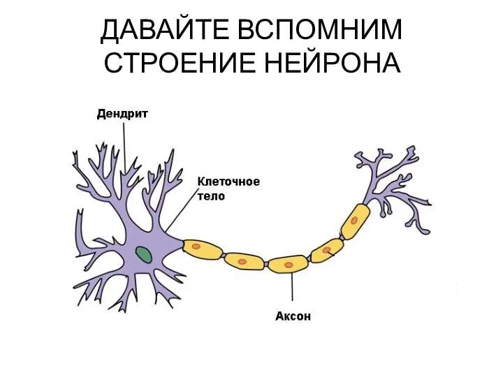 ДАВАЙТЕ ВСПОМНИМ СТРОЕНИЕ НЕЙРОНА