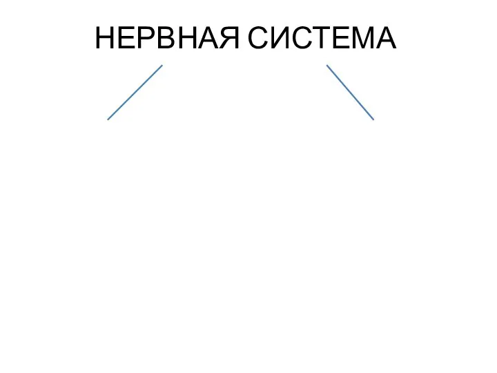 НЕРВНАЯ СИСТЕМА