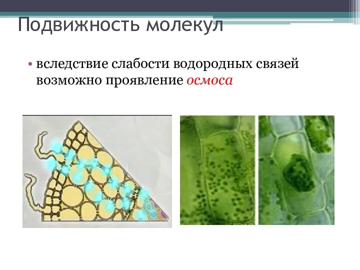 Подвижность молекул вследствие слабости водородных связей возможно проявление осмоса