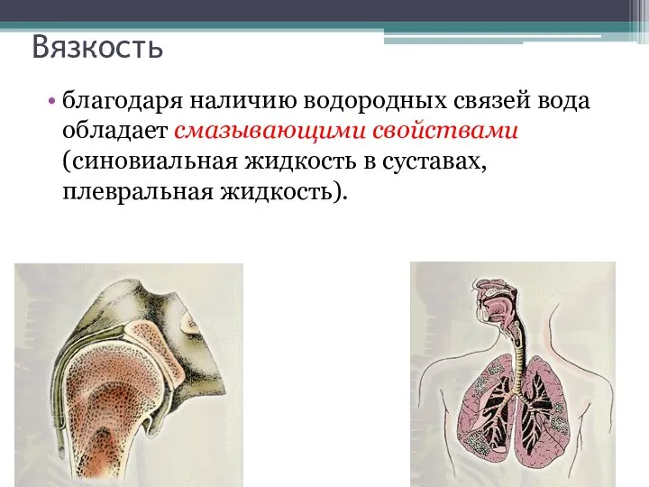 Вязкость благодаря наличию водородных связей вода обладает смазывающими свойствами (синовиальная жидкость в суставах, плевральная жидкость).