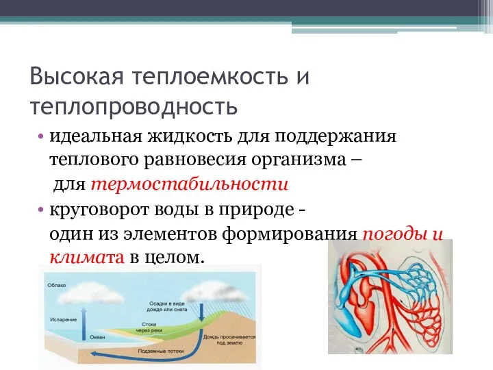 Высокая теплоемкость и теплопроводность идеальная жидкость для поддержания теплового равновесия организма