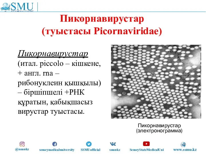 Пикорнавирустар (туыстасы Picornaviridae) Пикорнавирустар (итал. piccolo – кішкене, + англ. rna