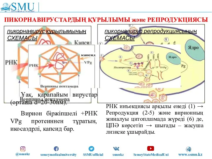 ПИКОРНАВИРУСТАРДЫҢ ҚҰРЫЛЫМЫ және РЕПРОДУКЦИЯСЫ Вирус геномы жасушаға эндоцитоз жолымен немесе жасушаның