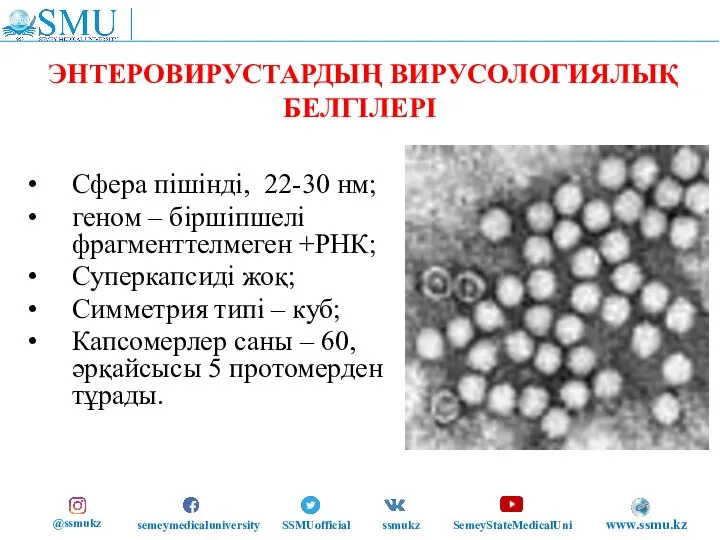 ЭНТЕРОВИРУСТАРДЫҢ ВИРУСОЛОГИЯЛЫҚ БЕЛГІЛЕРІ Сфера пішінді, 22-30 нм; геном – біршіпшелі фрагменттелмеген