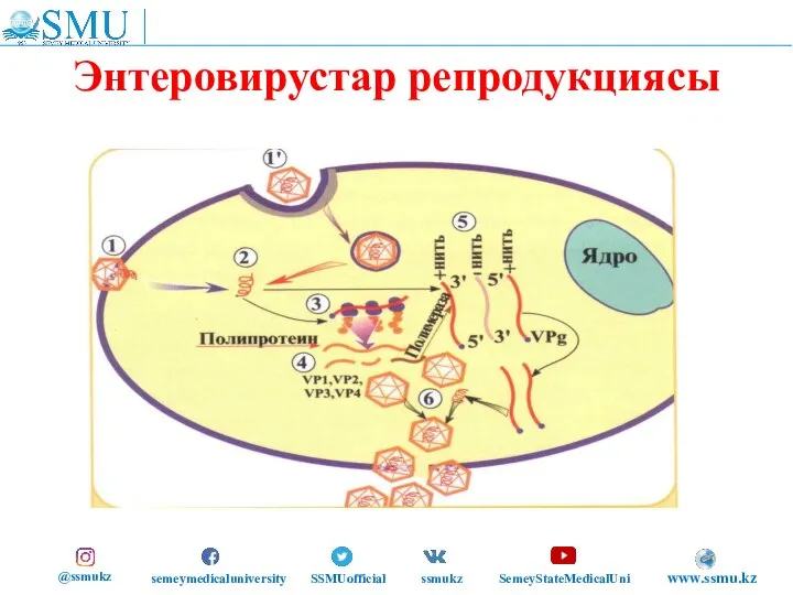 Энтеровирустар репродукциясы @ssmukz semeymedicaluniversity SSMUofficial ssmukz SemeyStateMedicalUni www.ssmu.kz