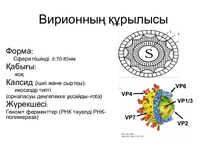 Вирионның құрылысы Форма: Сфера пішінді d:70-85нм Қабығы: жоқ Капсид (ішкі және