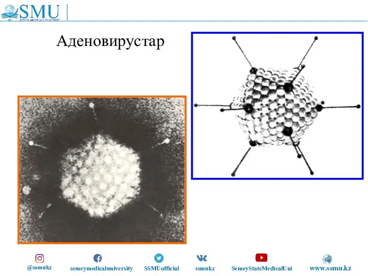 Аденовирустар @ssmukz semeymedicaluniversity SSMUofficial ssmukz SemeyStateMedicalUni www.ssmu.kz