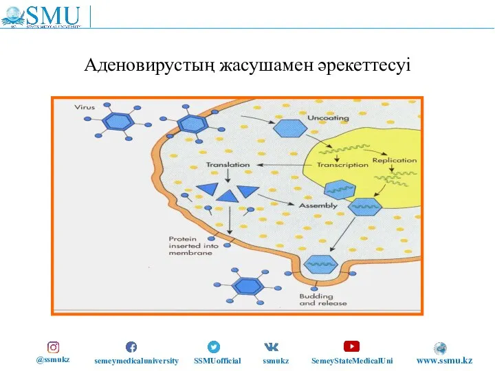 Аденовирустың жасушамен әрекеттесуі @ssmukz semeymedicaluniversity SSMUofficial ssmukz SemeyStateMedicalUni www.ssmu.kz