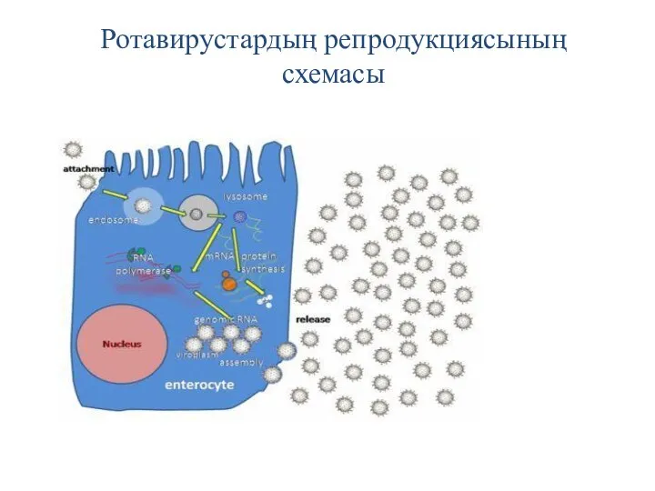 Ротавирустардың репродукциясының схемасы