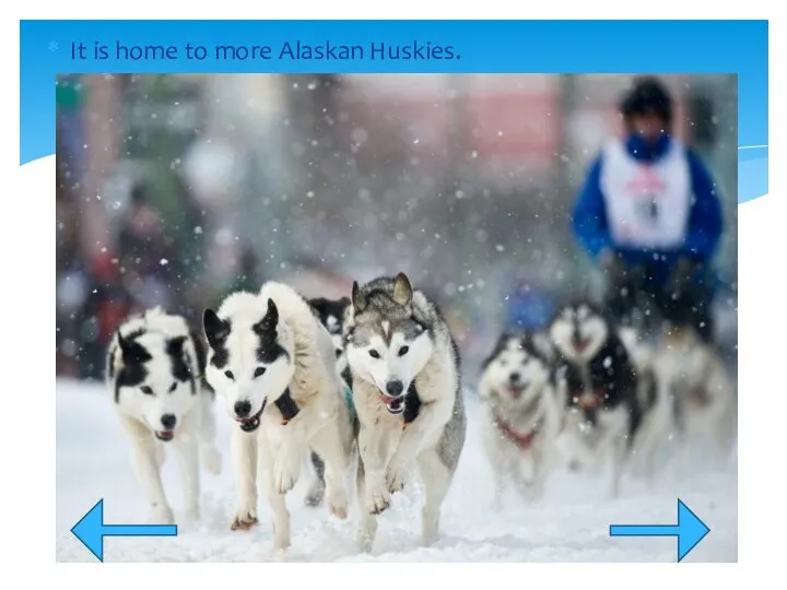 It is home to more Alaskan Huskies.