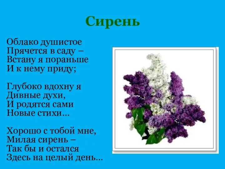 Сирень Облако душистое Прячется в саду – Встану я пораньше И