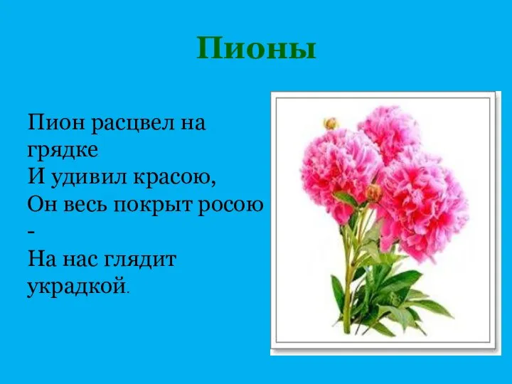 Пионы Пион расцвел на грядке И удивил красою, Он весь покрыт