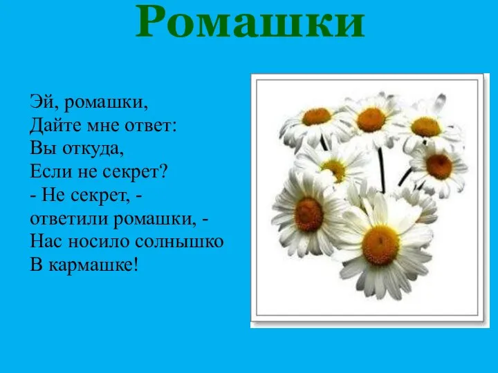 Ромашки Эй, ромашки, Дайте мне ответ: Вы откуда, Если не секрет?